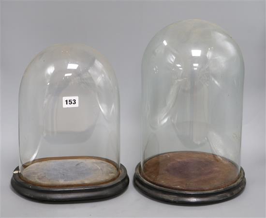 Two glass taxidermy domes and bases